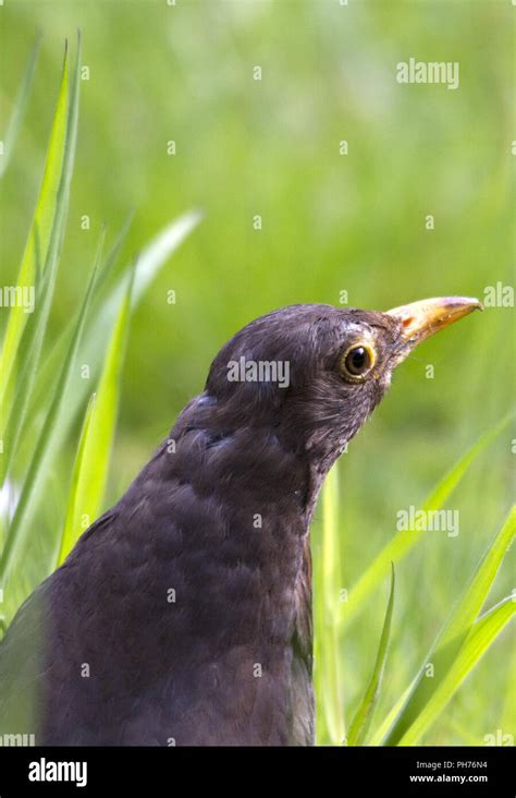 eurasian blackbird|eurasian blackbird red list.